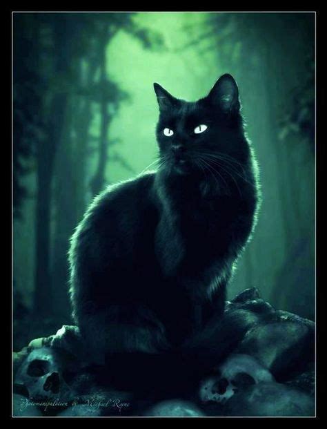 The Witch's Cat: More Than Just a Pet